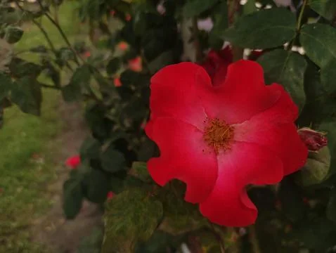 A single red rose in full bloom with a slightly pink center. Stock Photos