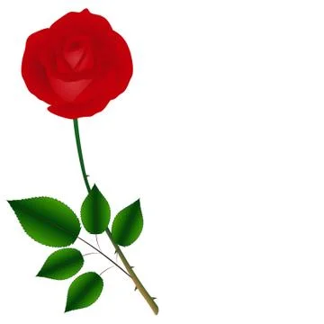 Single red rose on a green stem with leaves isolated on white background Stock Illustration