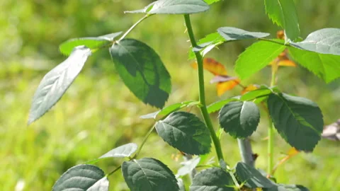 Single red rose growing in garden 库存影片 95968623