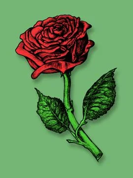 Single red rose Stock-Illustration