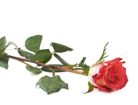Single red rose isolated lying over the white surface Stock Photos