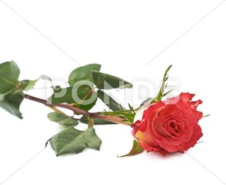 Single red rose isolated lying over the white surface Stock Photos