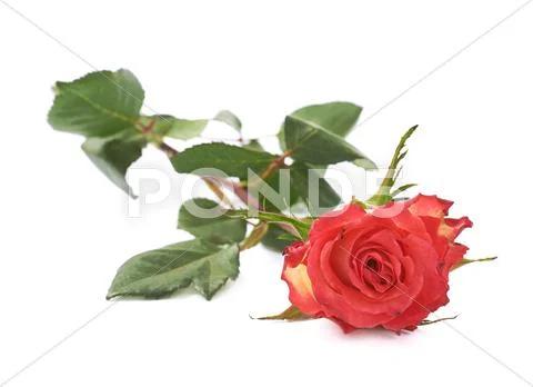 Single red rose isolated lying over the white surface Stock Photos