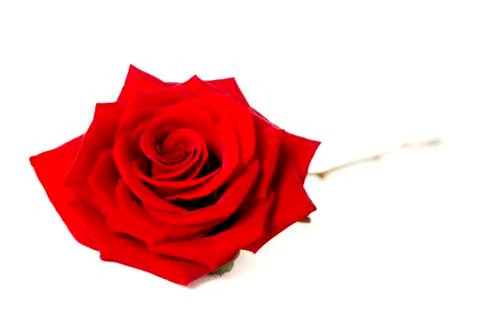 Single red rose isolated on a white background Фото