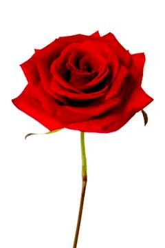 Single red rose isolated on a white background Stock Photos