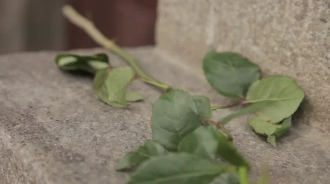 A single red rose lay on the stone steps Stock Footage 64290582