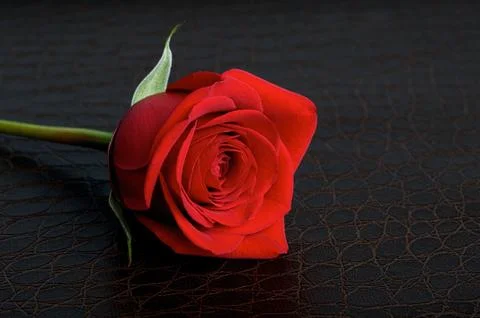 Single red rose on leather background Stock Photos