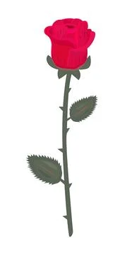 Single red rose with leaves Stock Illustration