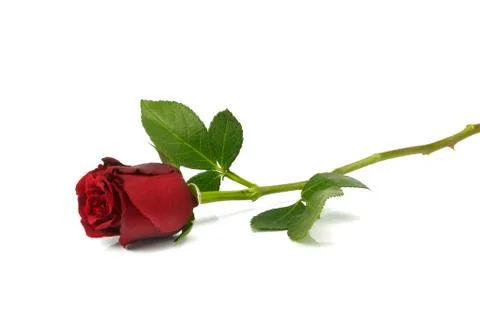 Single red Rose lying down Stock Photos