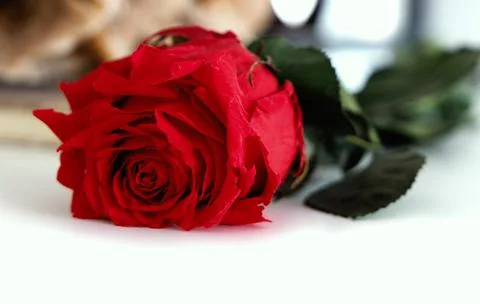A single red rose lying on a white surface. Close up. Selective focus. Stock Photos