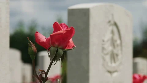 A single red rose next to a headstone in a WW2 CWGC cemetery. 4K locked tripod Stock Footage 141674653