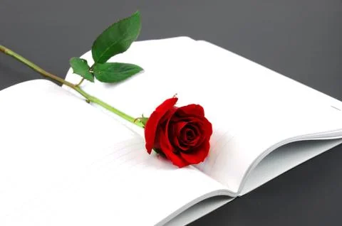 Single red rose with notebook on white background Stock Photos