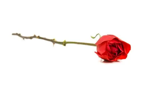 Single red rose Stock Photos
