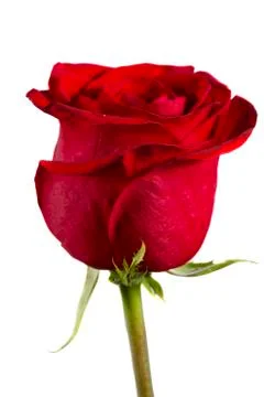 Single red rose Stock Photos