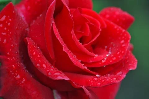 Single red rose Stock Photos