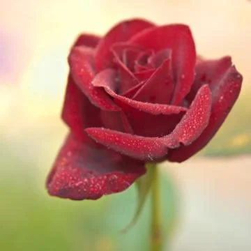 Single red rose Stock Photos
