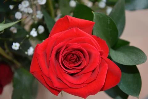 A Single Red Rose Stock Photos