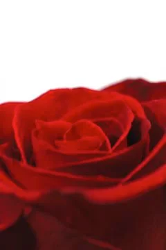 Single red rose Stock Photos