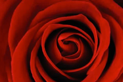 Single red rose Stock Photos