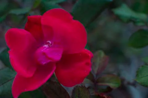 Single red Rose 스톡 사진