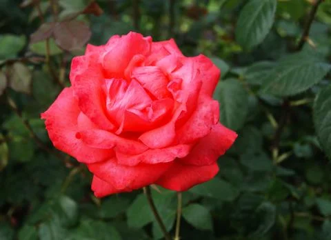 Single red rose Stock Photos