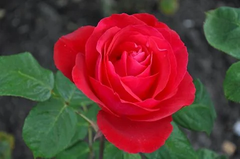 Single red rose Stock Photos
