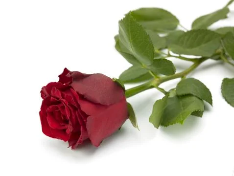 Single red Rose Stock Photos
