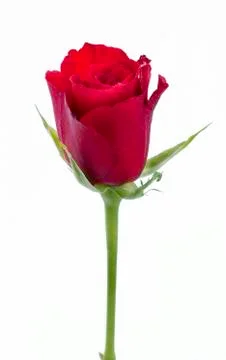 Single red rose Stock Photos