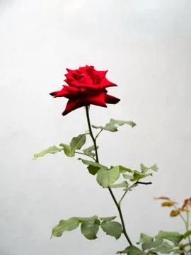 Single red rose Stock Photos
