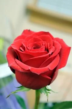 Single red rose Stock Photos