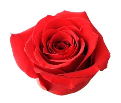 Single red rose Stock Photos
