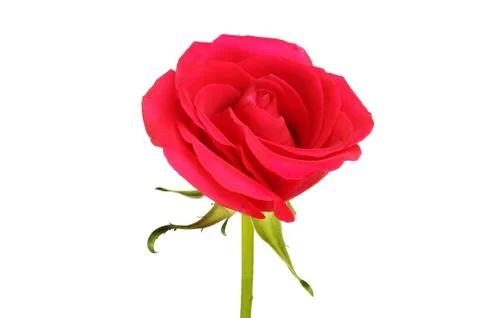 Single red rose Stock Photos