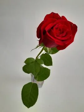 A single red rose Stock Photos