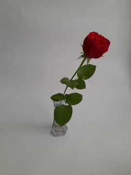 A single red rose Stock Photos