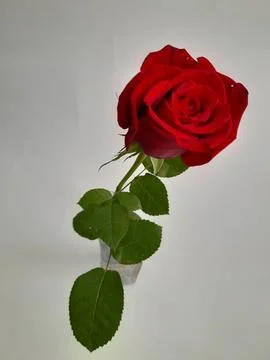 A single red rose Stock Photos