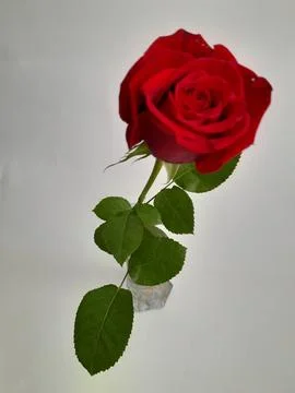 A single red rose Stock Photos