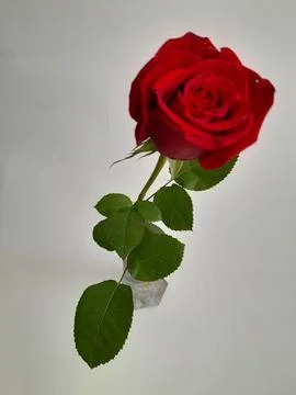 A single red rose Stock Photos