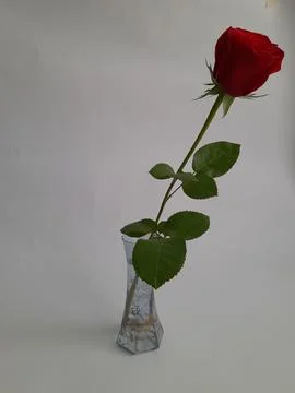 A single red rose Stock Photos