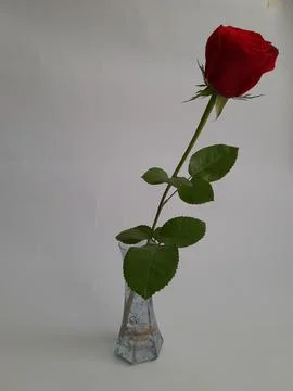A single red rose Stock Photos