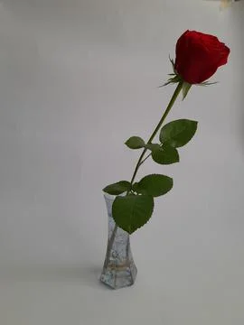 A single red rose Stock Photos