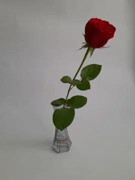 A single red rose Stock Photos