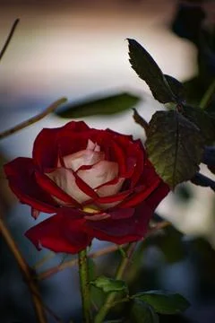 Single red rose Stock Photos