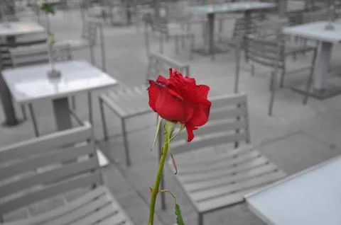 Single red rose Stock Photos