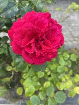 Single red rose Stock Photos