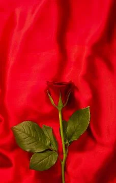 Single red rose on a red satin background for a valentines day gesture. Stock Photos