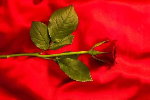 Single red rose on a red satin background for a valentines day gesture.A rose Stock Photos