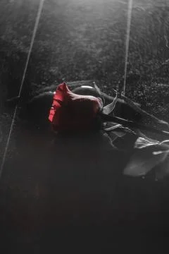 Single Red Rose Resting on Reflective Wet Surface with Moody Lighting Stock Photos