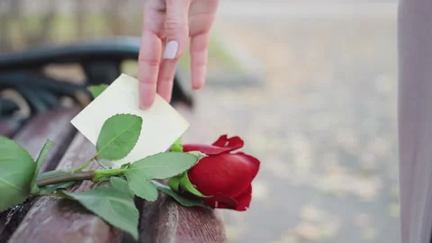 Single red rose rests on bench, long coat passes by, slender legs walk away Stock Footage 335072961