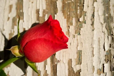 Single red rose on rustic background Stock Photos