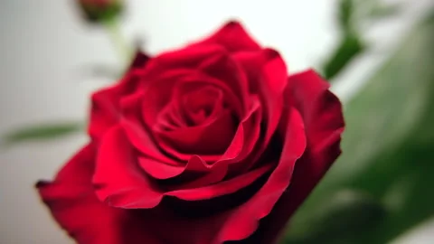Single red rose, slide into focus. Stock Footage 170505912